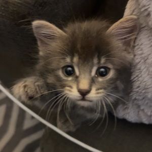 Meet your Posher, Ella